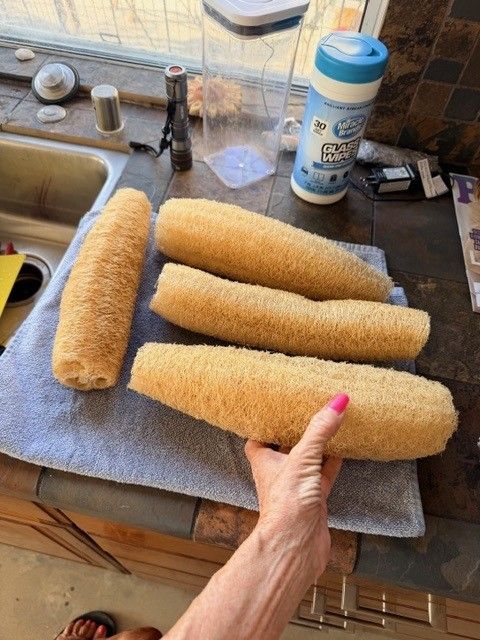 Four peeled, dried luffa sponges on a kitchen towel